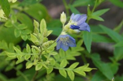 Polemonium foliosissimum