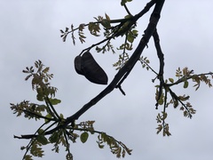 Gymnocladus dioicus