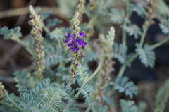 Dalea lanata