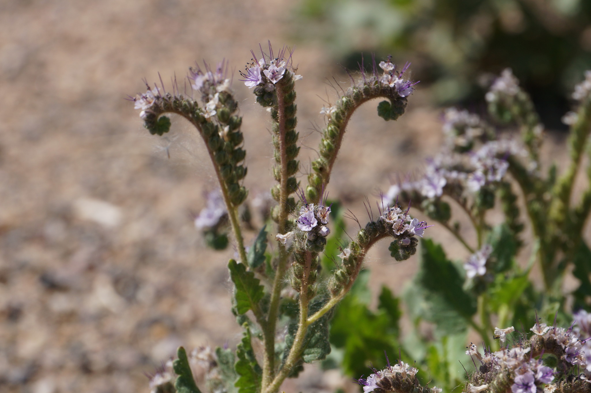 Phacelia integrifolia var. integrifolia