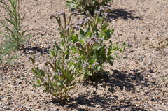Phacelia integrifolia integrifolia