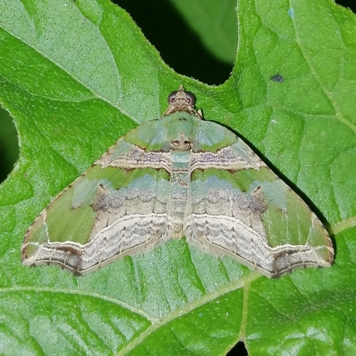 Oligopleura aulaeata