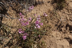 Palafoxia sphacelata