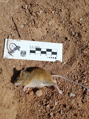 Reithrodontomys zacatecae