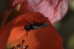 Macrotera