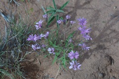 Palafoxia sphacelata