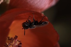 Macrotera