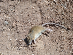 Reithrodontomys zacatecae