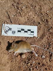 Reithrodontomys zacatecae