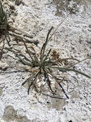 Ivesia kingii eremica