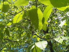 Ulmus thomasii