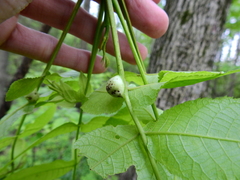 Phylloxera caryaecaulis