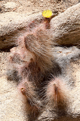 Opuntia polyacantha erinacea