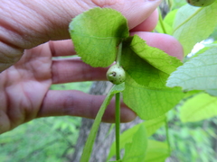 Phylloxera caryaecaulis