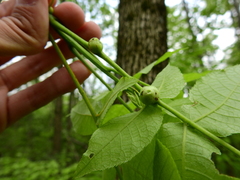 Phylloxera caryaecaulis