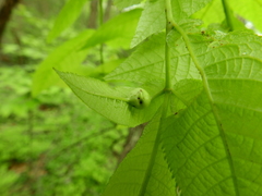 Phylloxera caryaecaulis