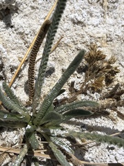 Ivesia kingii eremica