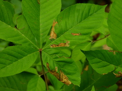 Phytomyza aesculi