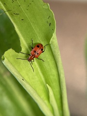 Neolema quadriguttata