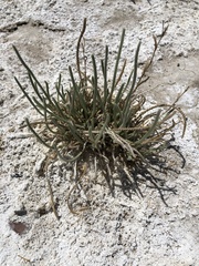 Ivesia kingii eremica