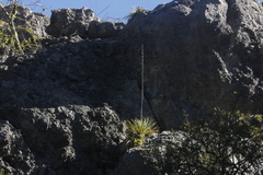 Agave gracielae