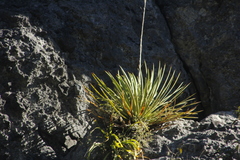 Agave gracielae
