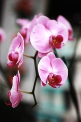 Phalaenopsis