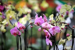 Phalaenopsis