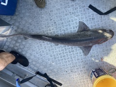 Notorynchus cepedianus