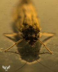 Pterygota