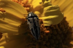 Acmaeodera latiflava