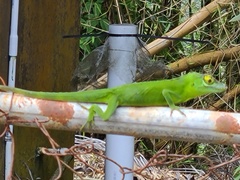 Anolis cuvieri