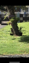 Iguana iguana