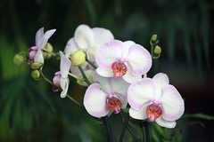 Phalaenopsis