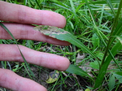 Phytomyza solidaginophaga