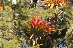 Tillandsia imperialis