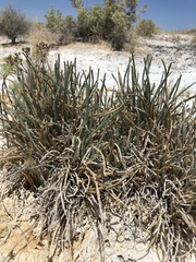Ivesia kingii eremica