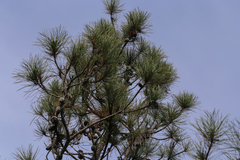 Pinus contorta bolanderi