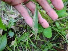 Phytomyza solidaginophaga