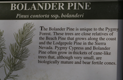 Pinus contorta bolanderi