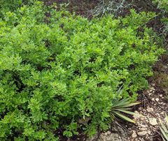 Quercus sinuata breviloba