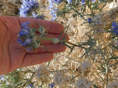 Eriastrum densifolium