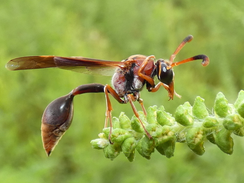 Potter wasp photo 4