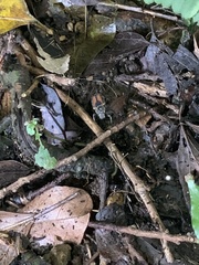Clinterocera nigra