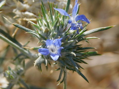 Eriastrum densifolium