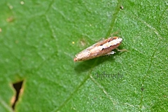 Scaphoideus coniceus