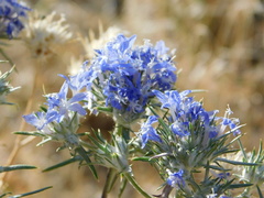 Eriastrum densifolium
