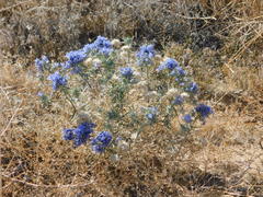 Eriastrum densifolium