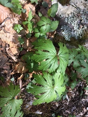 Anemonastrum canadense