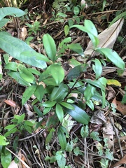Eugenia brasiliensis
